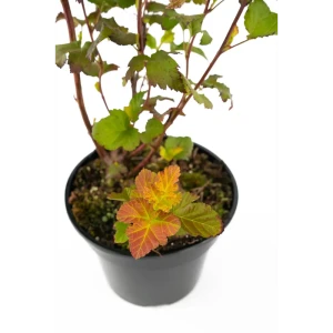 Пузыреплодник Amber Jubilee - кустарник с меняющейся окраской листьев 85292573