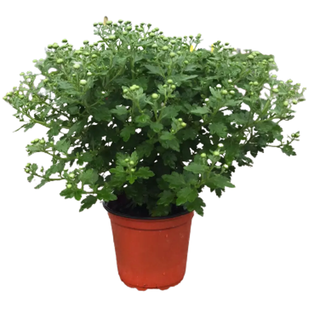 Хризантема мультифлора ø12 h50 см Агрони STLM-2160796