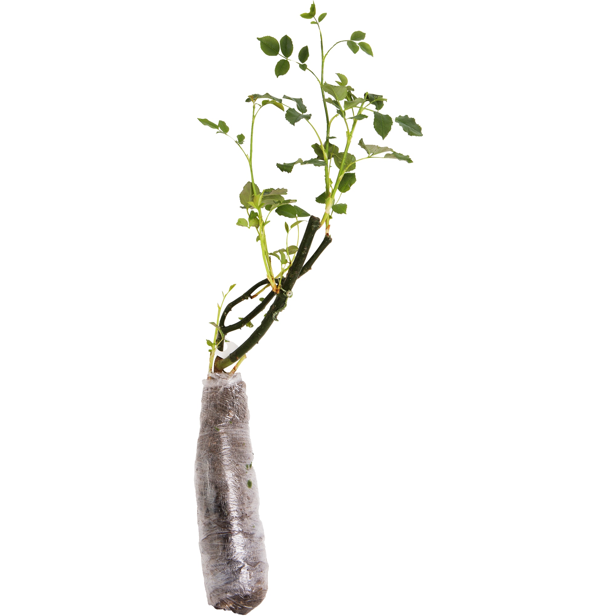 82142851 Роза плетистая «Уйат Брокейд» в тубе Santreyd  - Вид №1