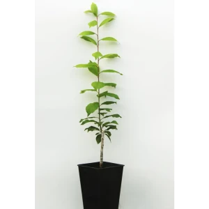 Слива «Скороплодная» 1 год 12.5x30-50 см 82610451 STLM-2187807