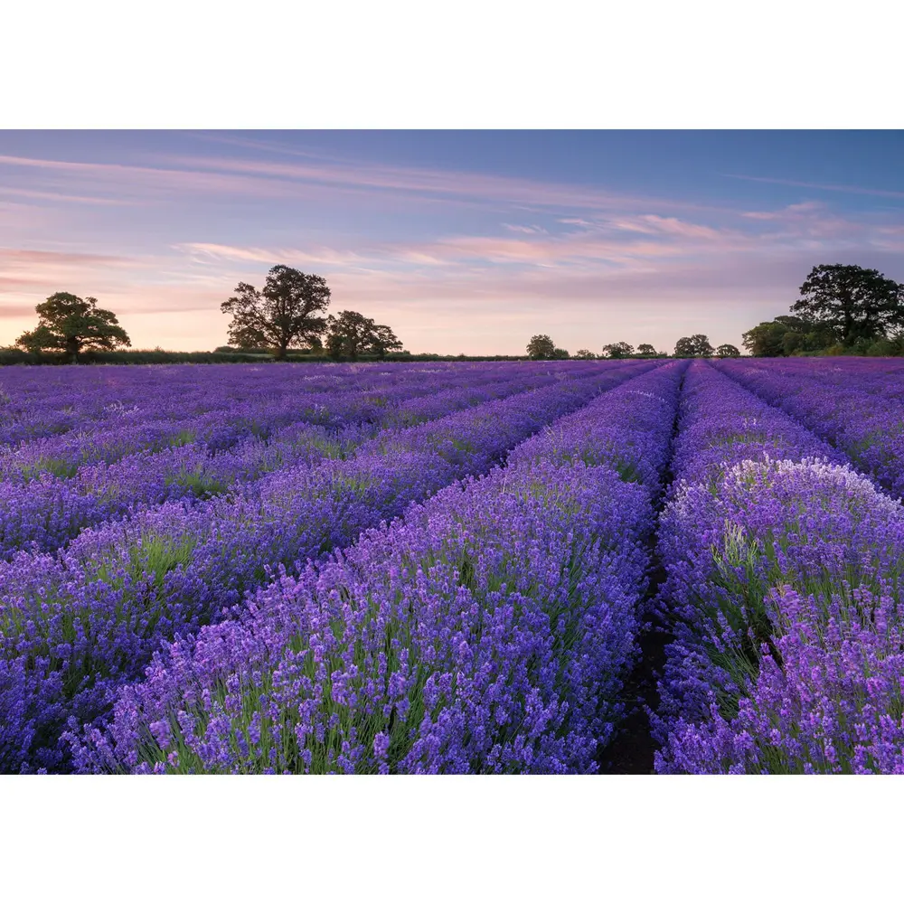Фотообои бумажные «Лаванда» 254х184 см POSTERMARKET STLM-2031348