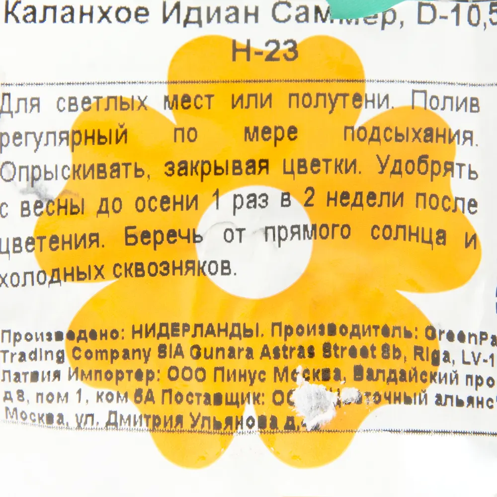 Каланхое «Идиан Саммер», 23х10,5 см 17685561 STLM-2093173 Santreyd  - Вид №2