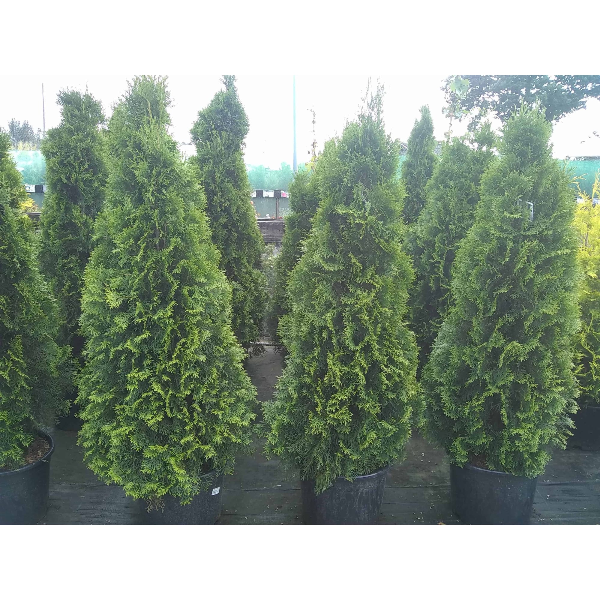 82625390 Туя западная «Холмструп» 22x60 см Santreyd 