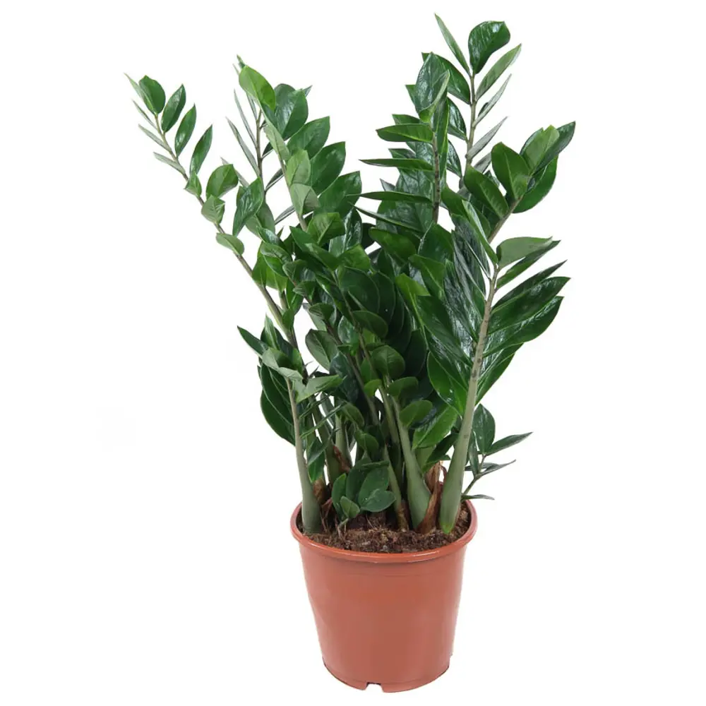 Santreyd Замиокулькас Замифолия — элегантное комнатное растение с изящными листьями 87819675 STLM-0075877