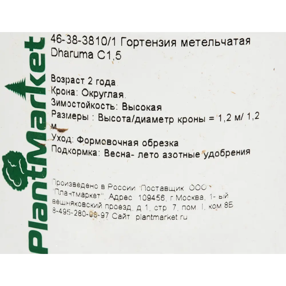 Гортензия метельчатая «Дарума» C1.5 82174054 STLM-2187574 PLANTMARKET  - Вид №1