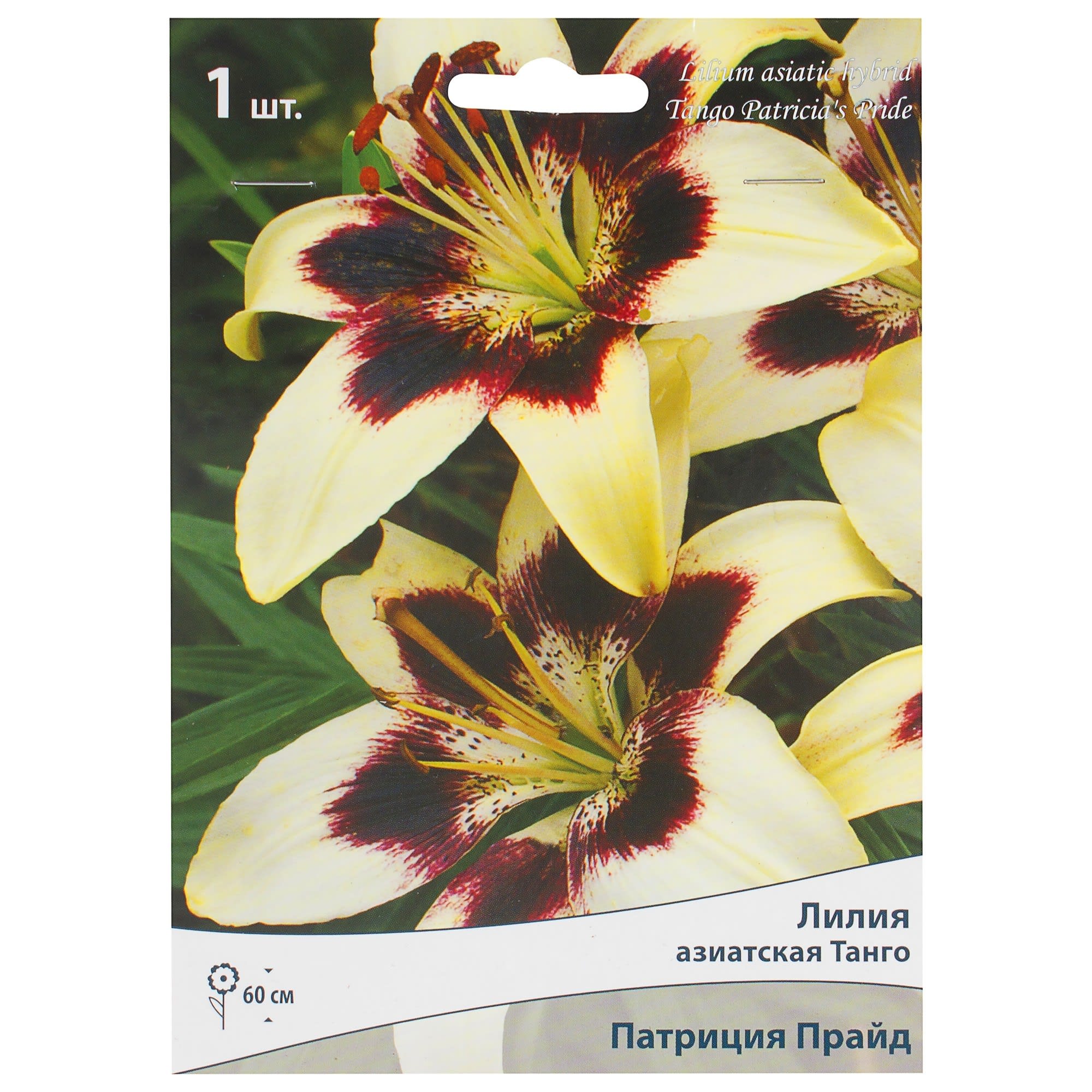 81945464 Лилия азиатская Танго «Патриция Прайд» Santreyd 