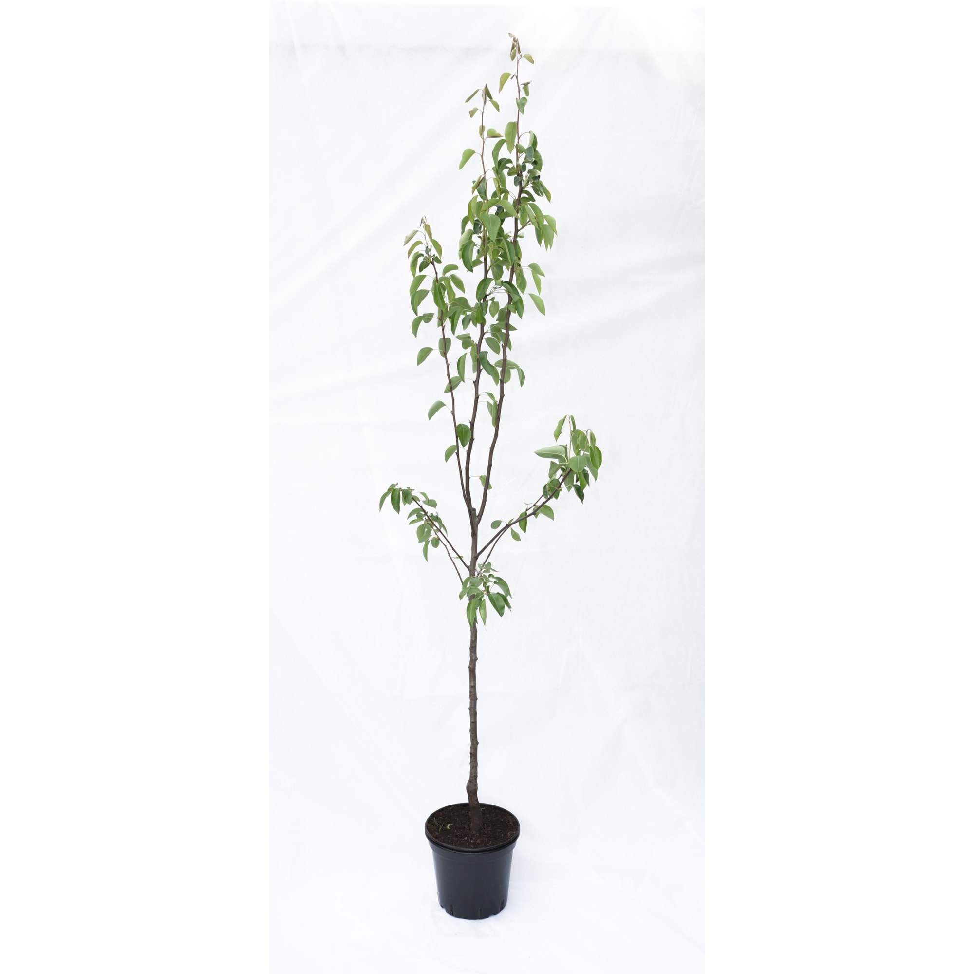 85325568 Груша Просто Мария ø25 h100 см Santreyd 