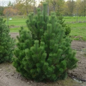 Сосна горная Мугус ø19 h20 см 87691142 STLM-2051691