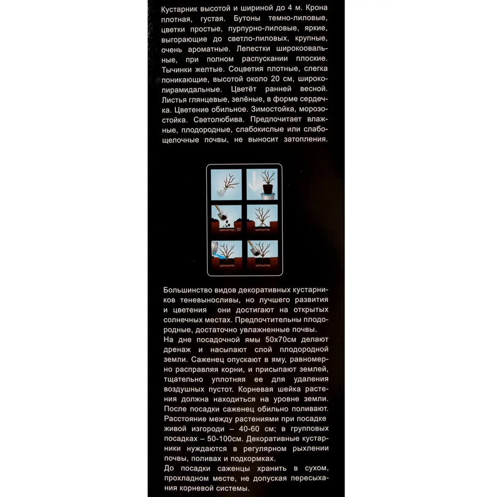 Сирень обыкновенная «Конго» (в тубе) 81948510 STLM-2107405 Santreyd  - Вид №2