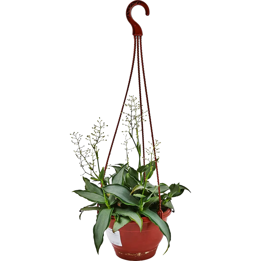 Santreyd Мурдания в подвесном кашпо с серебристыми листьями 89338384 STLM-1359363