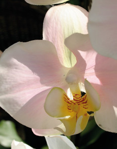 2483 755 a3 Искусственная орхидея Phalaenopsis, горшечная, 115 см, бежево-розовая H-andreas