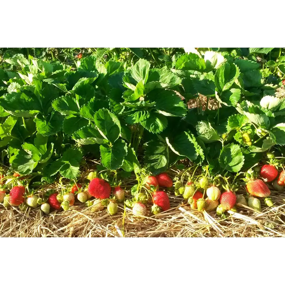 Земляника садовая Азия ø9 h20 см PLANTMARKET STLM-2205226