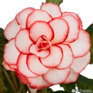 Бегония «picotee Red/White», 5х6 см