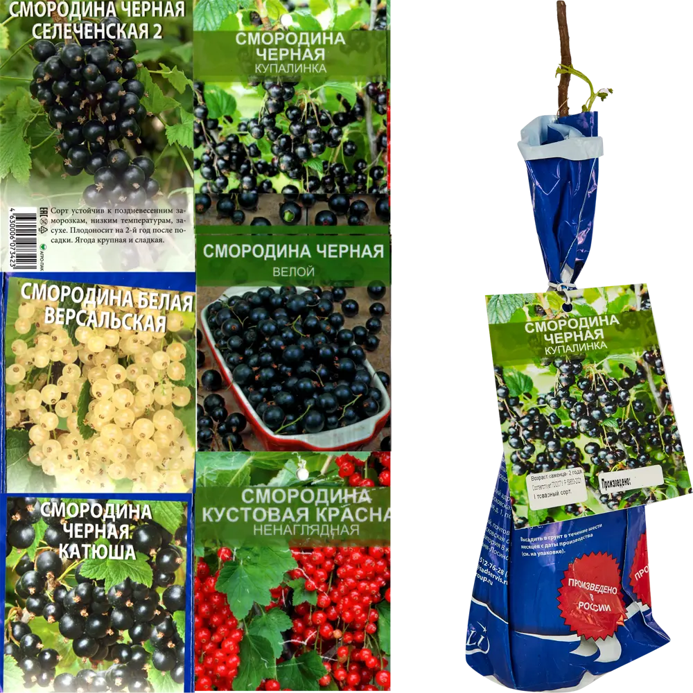 Смородина в ассортименте ø9 h40 см Santreyd STLM-2121523