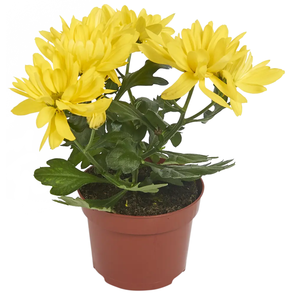 Хризантема Маргарита микс 10.5Х20 см 82404881 STLM-2117500 Santreyd 