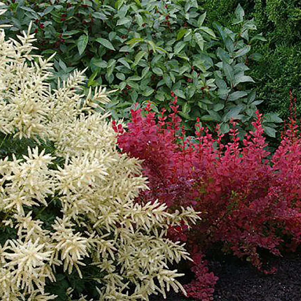 Барбарис, микс, 20-30х10 см, P9 ГАВРИШ STLM-2085258 - Вид №14