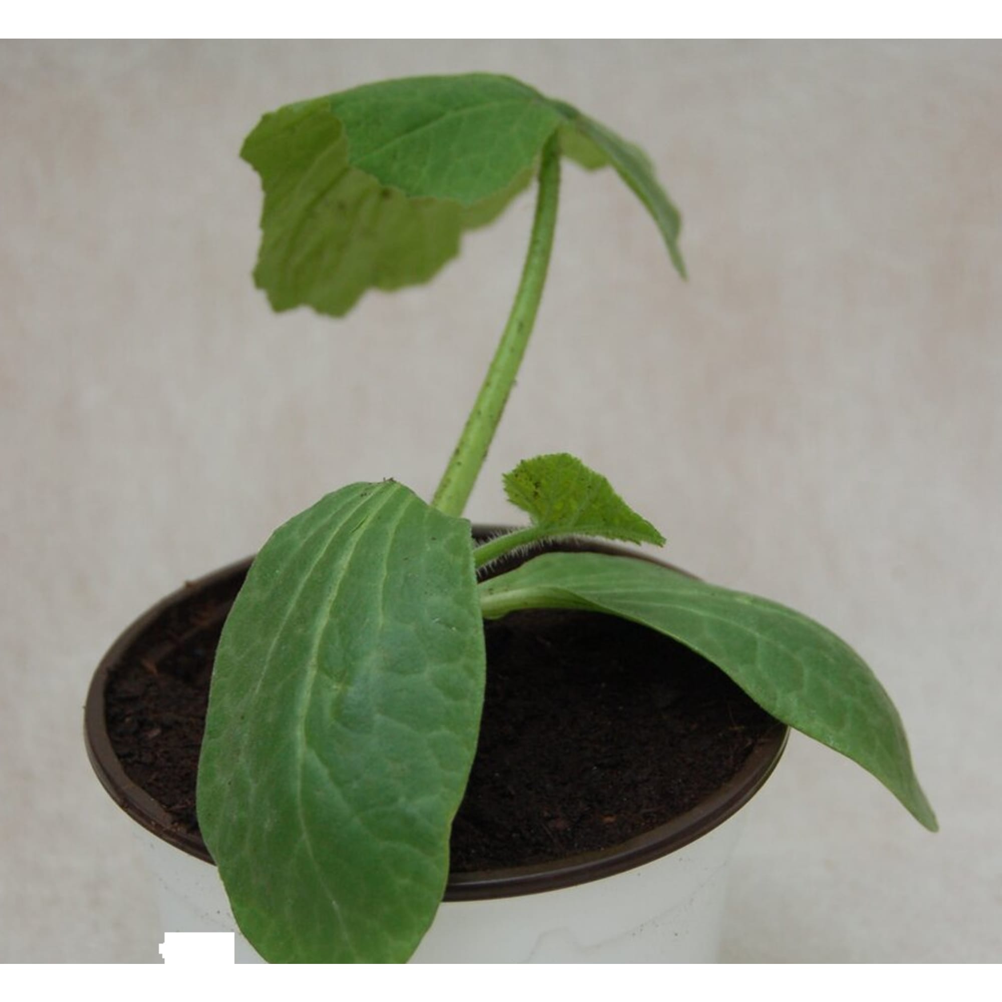 84299088 Огурец микс ø9 см Santreyd 