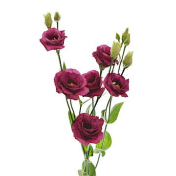 Лизиантус ду розита рэд 75 см Santreyd 24160