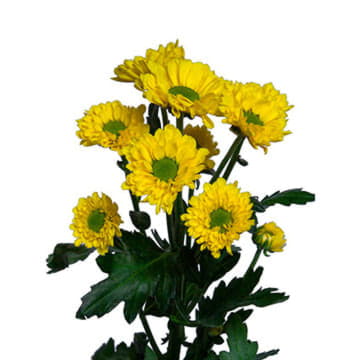 Хризантема са авизо 55 см Santreyd 25019
