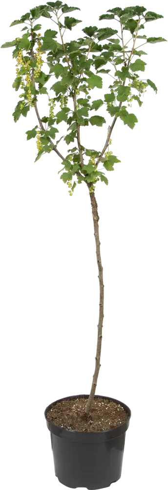 Смородина белая штамбовая Версальская от Santreyd - витаминный урожай в вашем саду 82219583