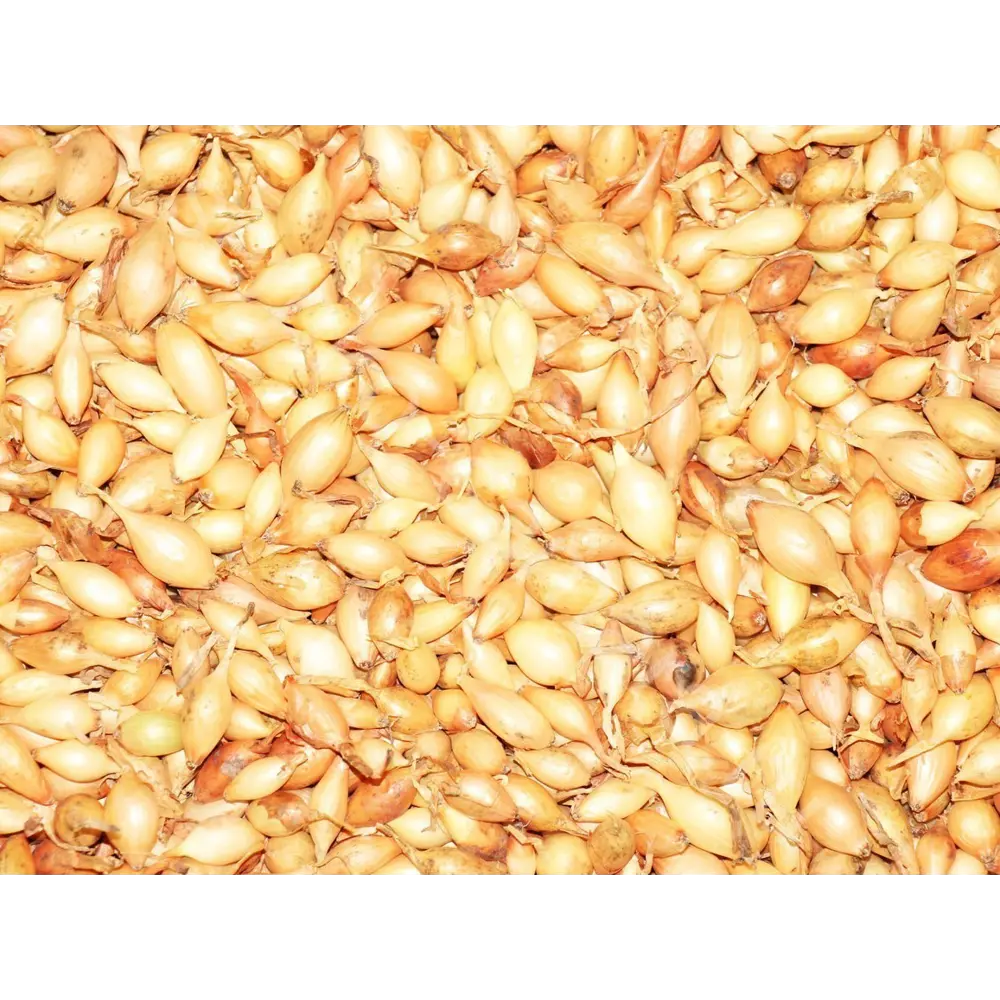 Лук севок Стурон луковицы 0.25 кг Santreyd STLM-2115636