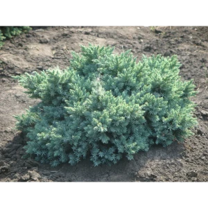 Можжевельник чешуйчатый Блю Свиде ø17 h20 - 30 см