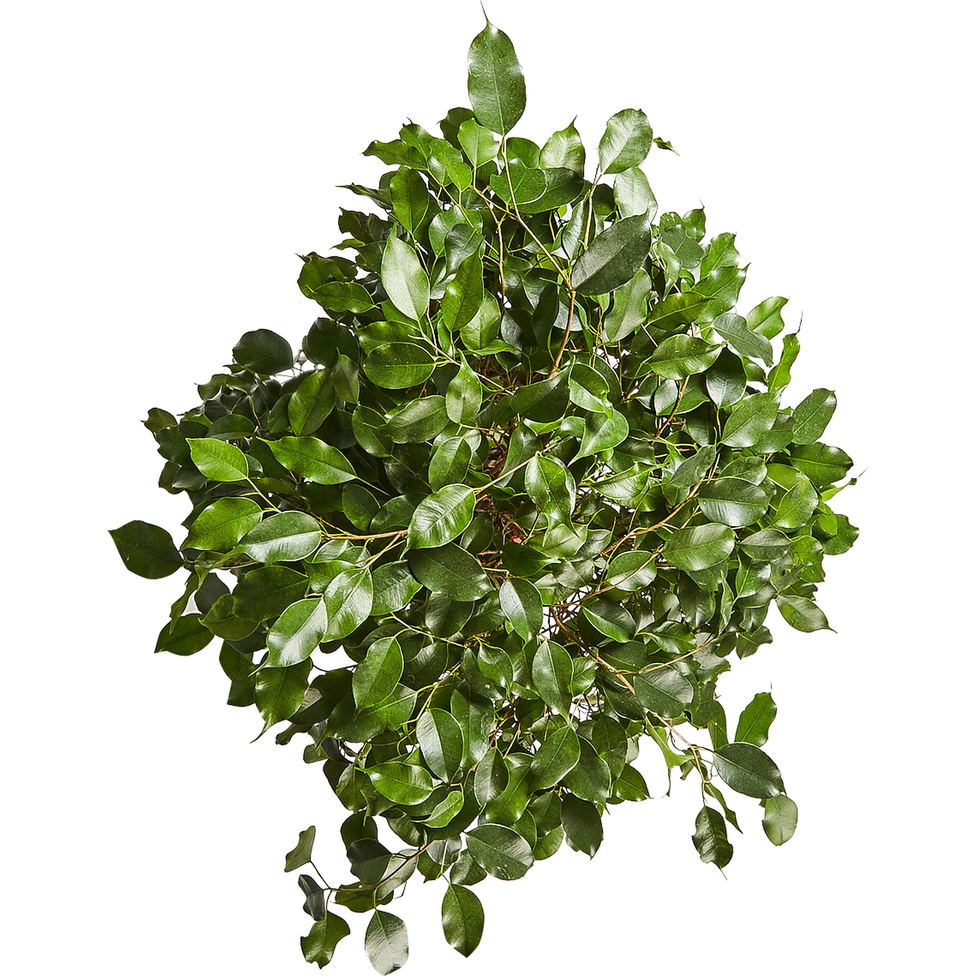 82849686 Фикус "Экзотика переплет" 30х130 см Santreyd  - Вид №1