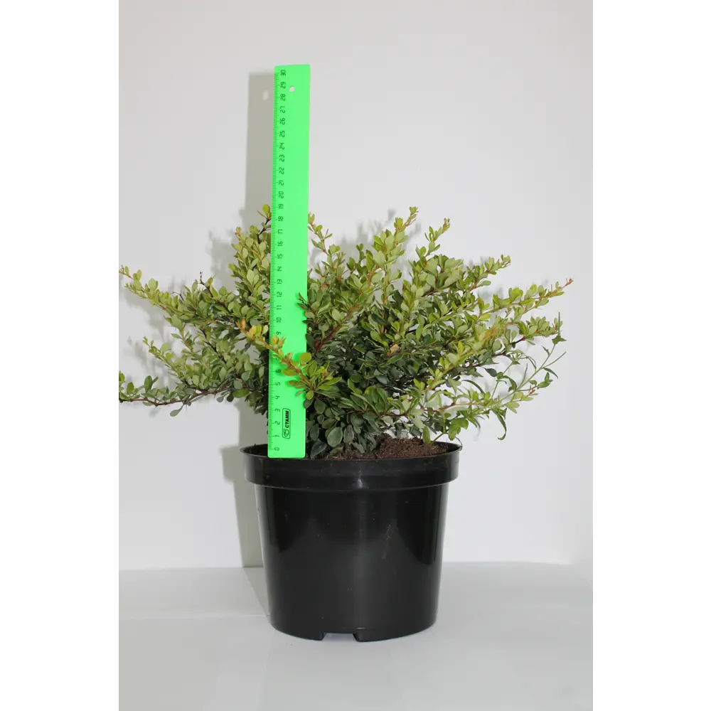 Барбарис, микс, 20-30х10 см, P9 ГАВРИШ STLM-2085258 - Вид №8