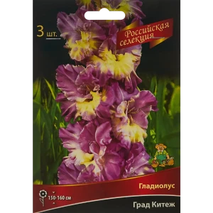 Гладиолус Град Китеж, 3 шт 86410051 STLM-2054982