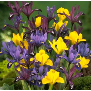Ирис голландский Geolia низкорослый микс 40 шт.