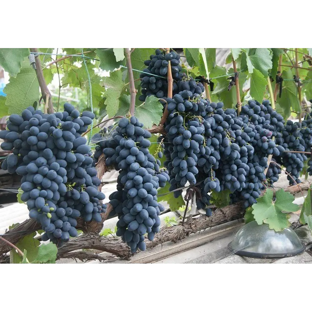 Виноград плодовый Надежда ø21 h40 см PLANTMARKET STLM-2099854