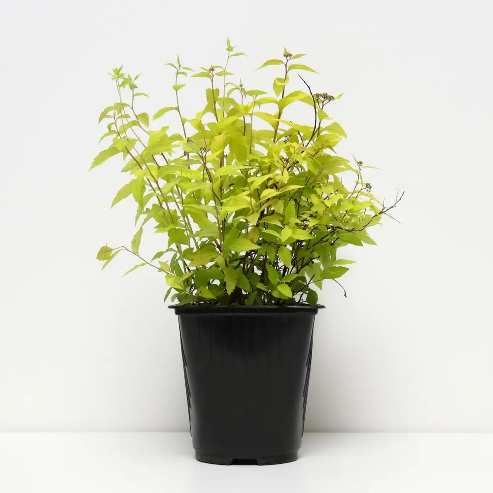 Спирея японская Литл Принцесс ø19 h30 см 89465458 STLM-2107313 PLANTMARKET  - Вид №1