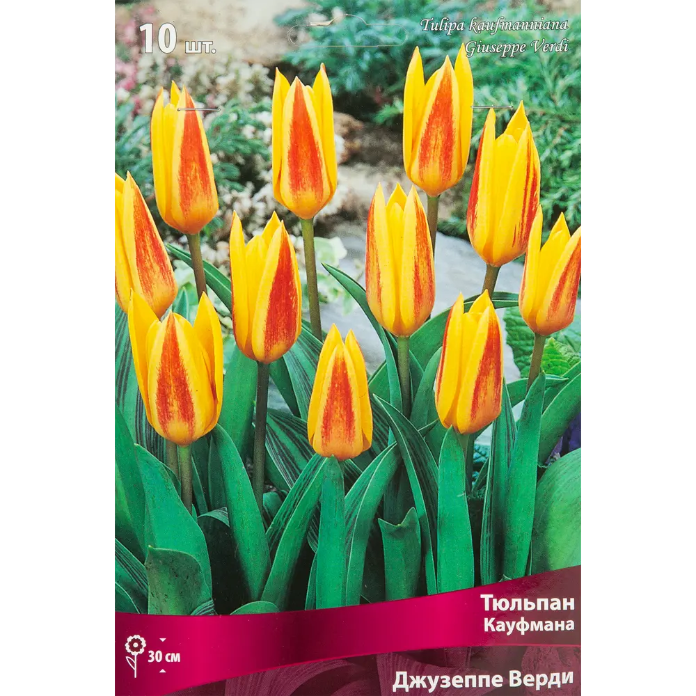 Тюльпан Кауфмана Джузеппе Верди, 10 шт 85205562 STLM-2120499 ПОИСК 