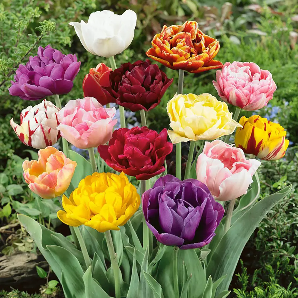 Тюльпан Geolia «Mix-Lilyflow» 15045981 STLM-2181287 