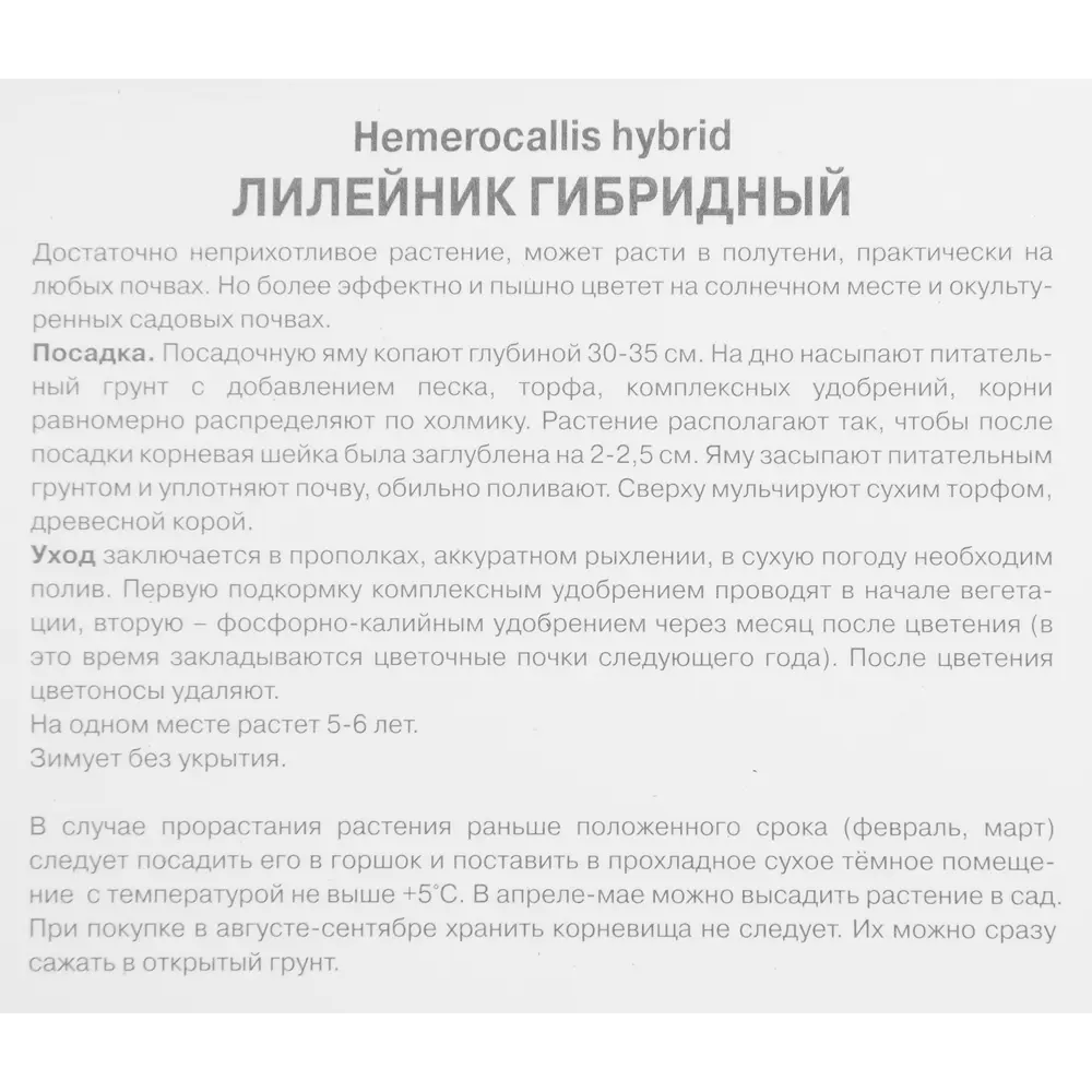 Лилейник Спей Скоуст Бихейвиор Пэттернкап 85205695 STLM-2130065 ПОИСК  - Вид №2