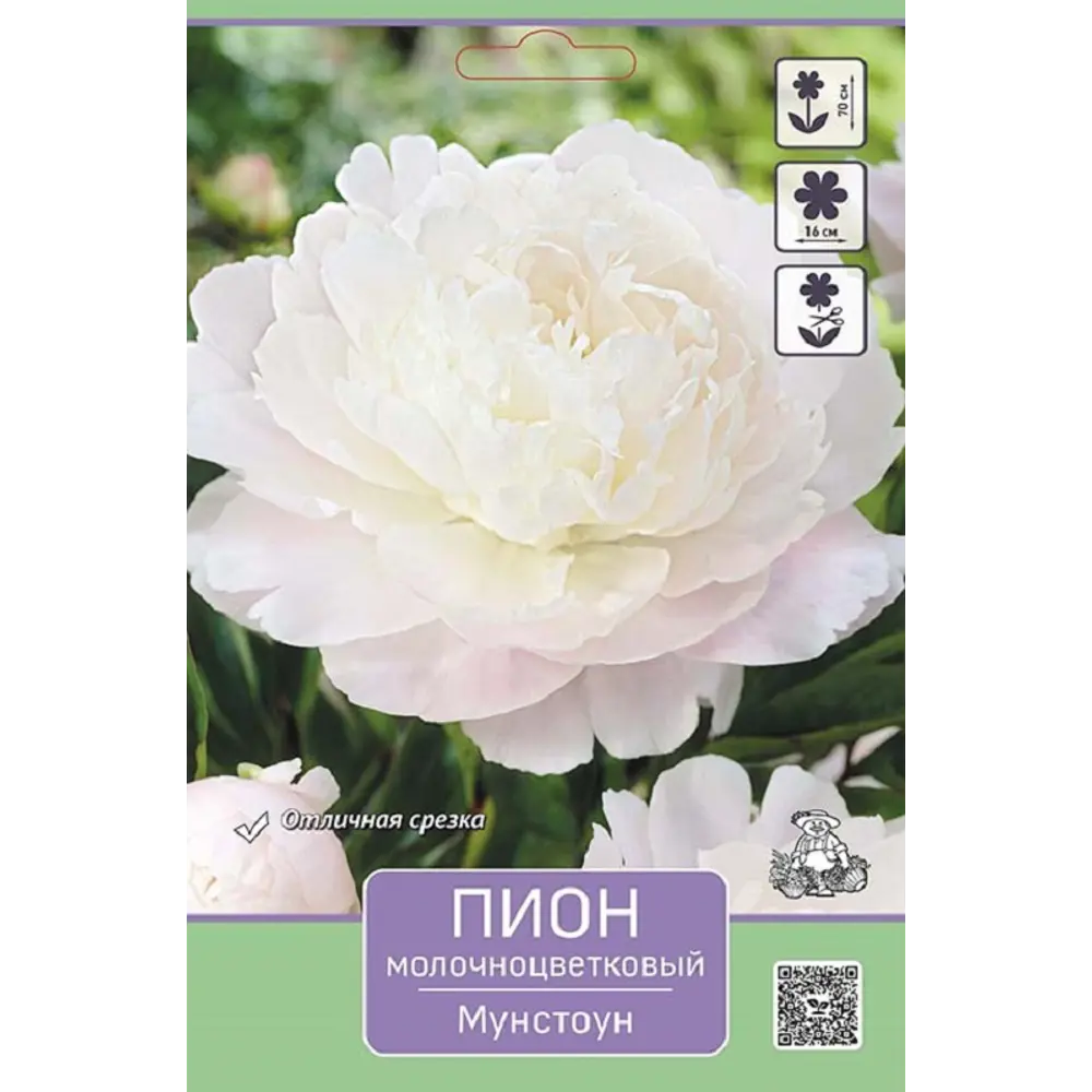 Пион молочноцветковый травянистый Мунстоун 89452302 STLM-2197821 ПОИСК 