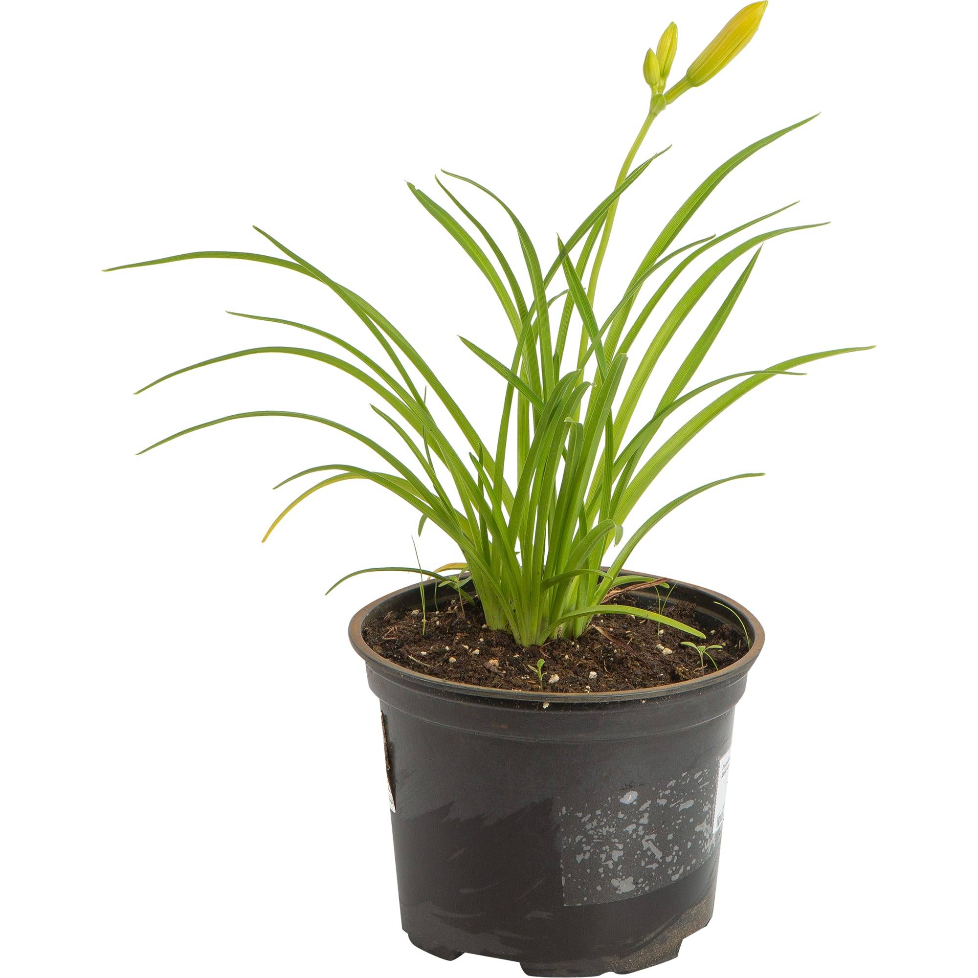 82585347 Лилейник гибридный «Эвери Дейлили Панч Йеллоу» 17x20 см Santreyd 