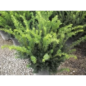 Тис средний Хиллии ø11 h20 - 22 см