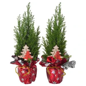 Кипарисовик Элвуди ø9 h32 см 89400558 STLM-2168806