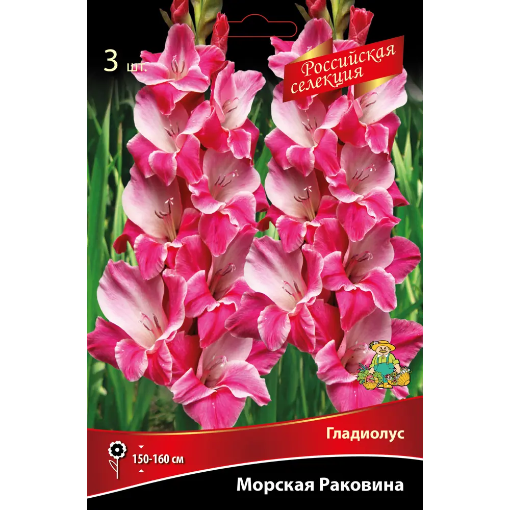 Гладиолус Морская раковина 3 шт. 89452366 STLM-2025574 ПОИСК 