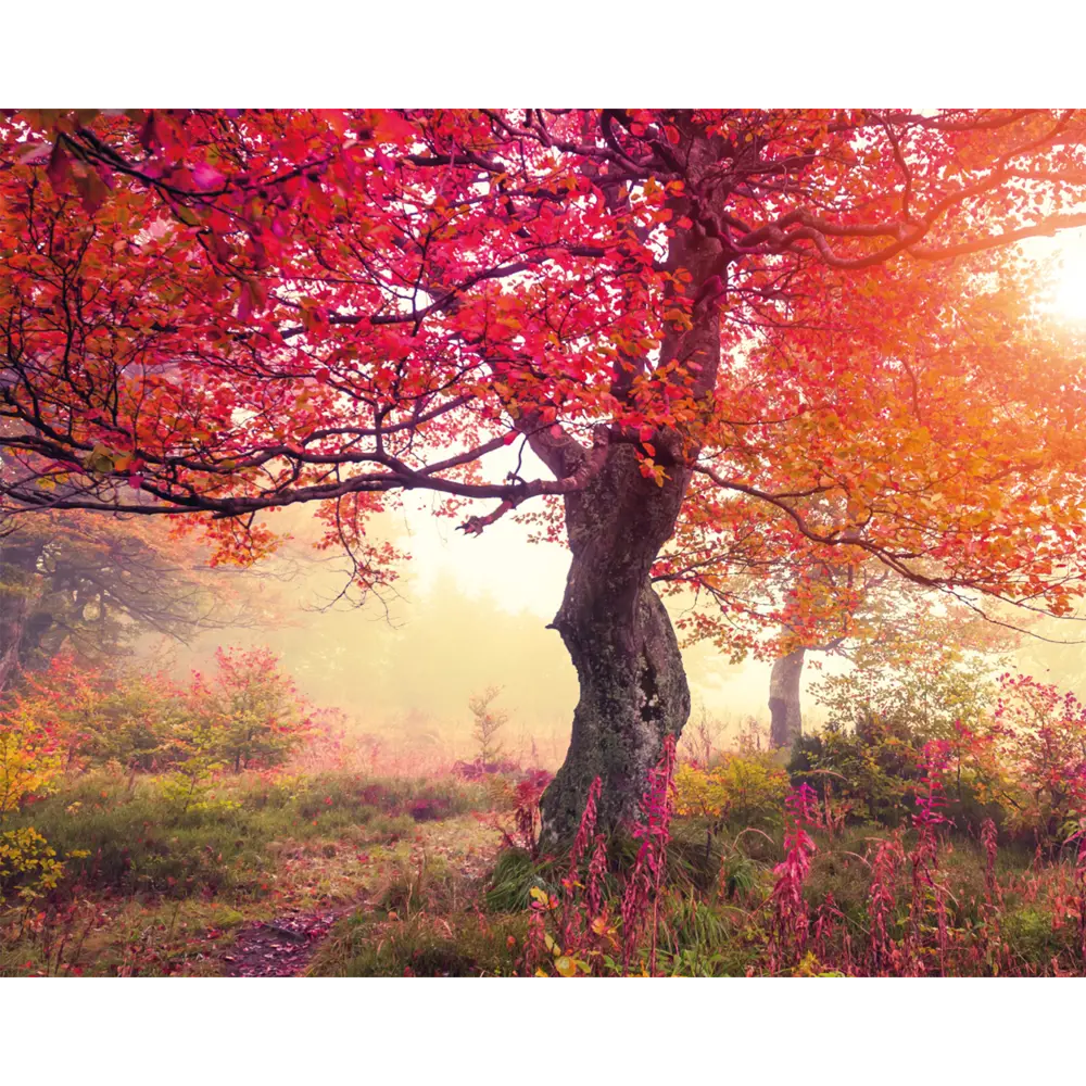 Картина на стекле Postermarket Красное дерево 40x50 см STLM-2168344