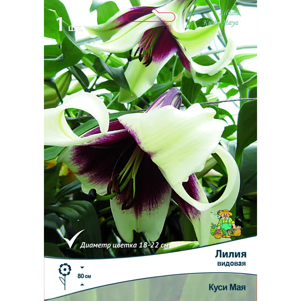 Лилия видовая Куси Мая ПОИСК STLM-2076818