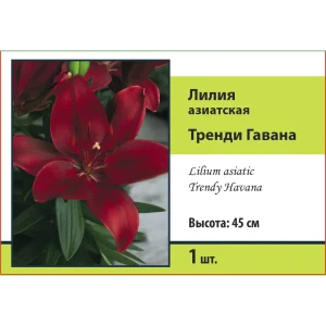 Лилия азиатская Тренди Гавана