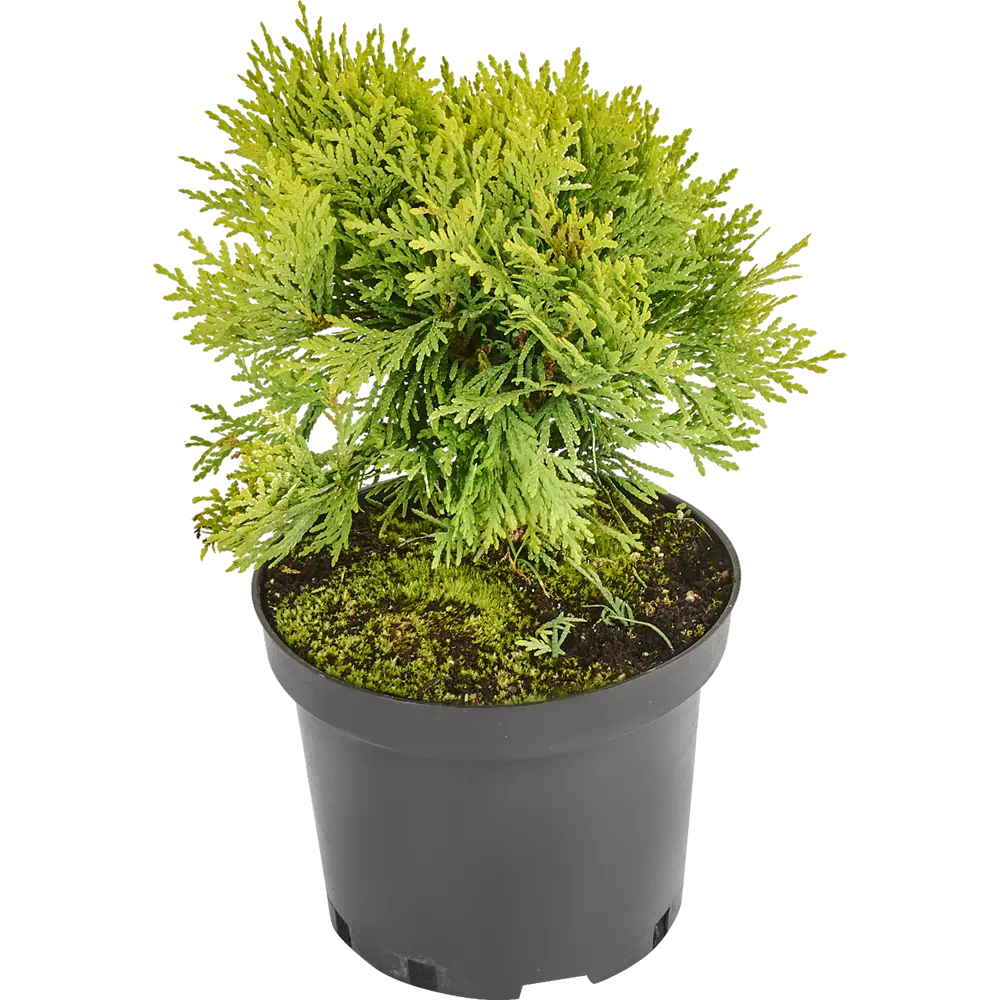 Туя западная «Мириам» 19x20 см ГАВРИШ STLM-2167930 - Вид №1