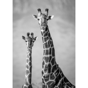 Картина на холсте Два жирафа 50x70 см ПОСТЕР-ЛАЙН