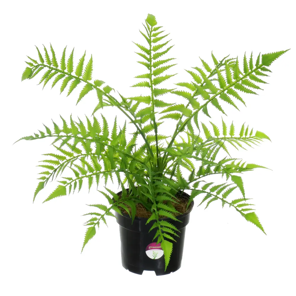 Искусственное растение Папоротник Солито ø13 h40 см Santreyd STLM-2092885 - Вид №1