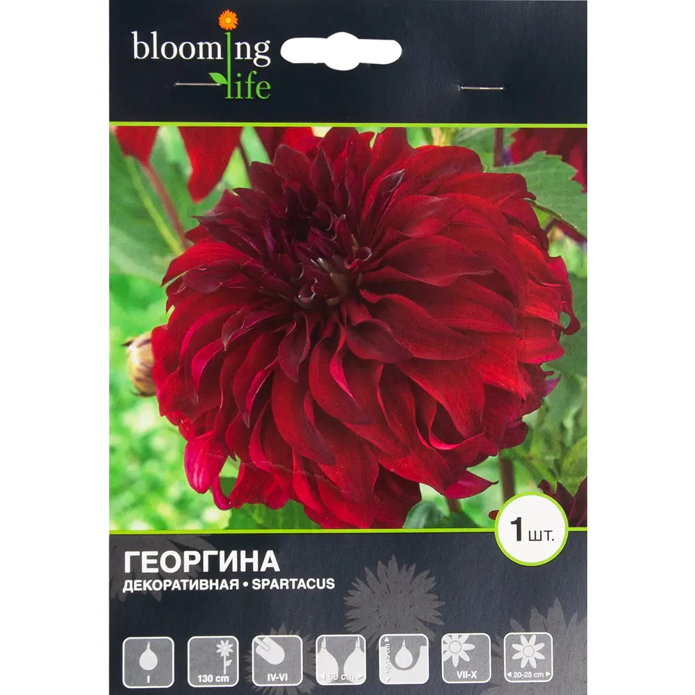 Георгина декоративная Спартакус I, 1 шт BLOOMING LIFE STLM-2097699