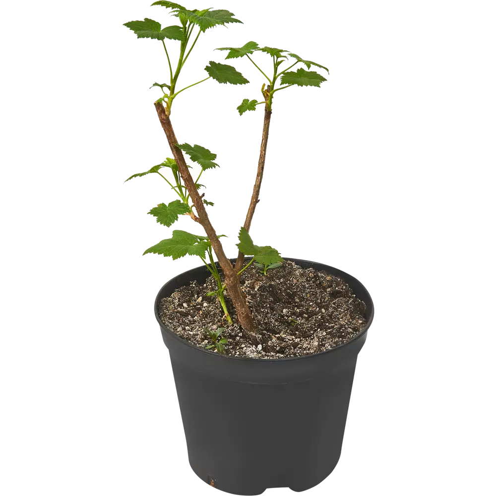 Смородина черная Багира ø15 h30 см PLANTMARKET STLM-2154263 - Вид №2