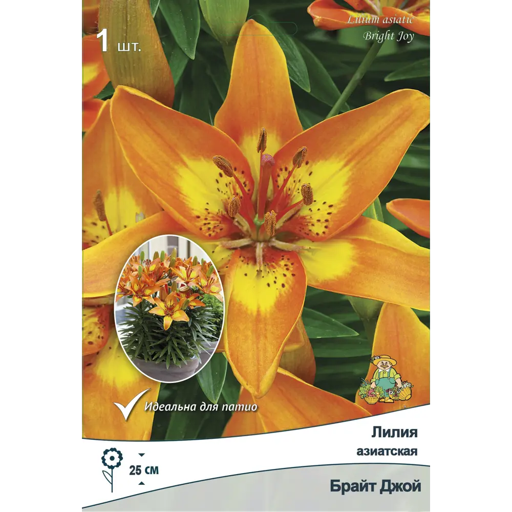 Лилия азиатская Брайт Джой,1 шт ПОИСК STLM-2196557