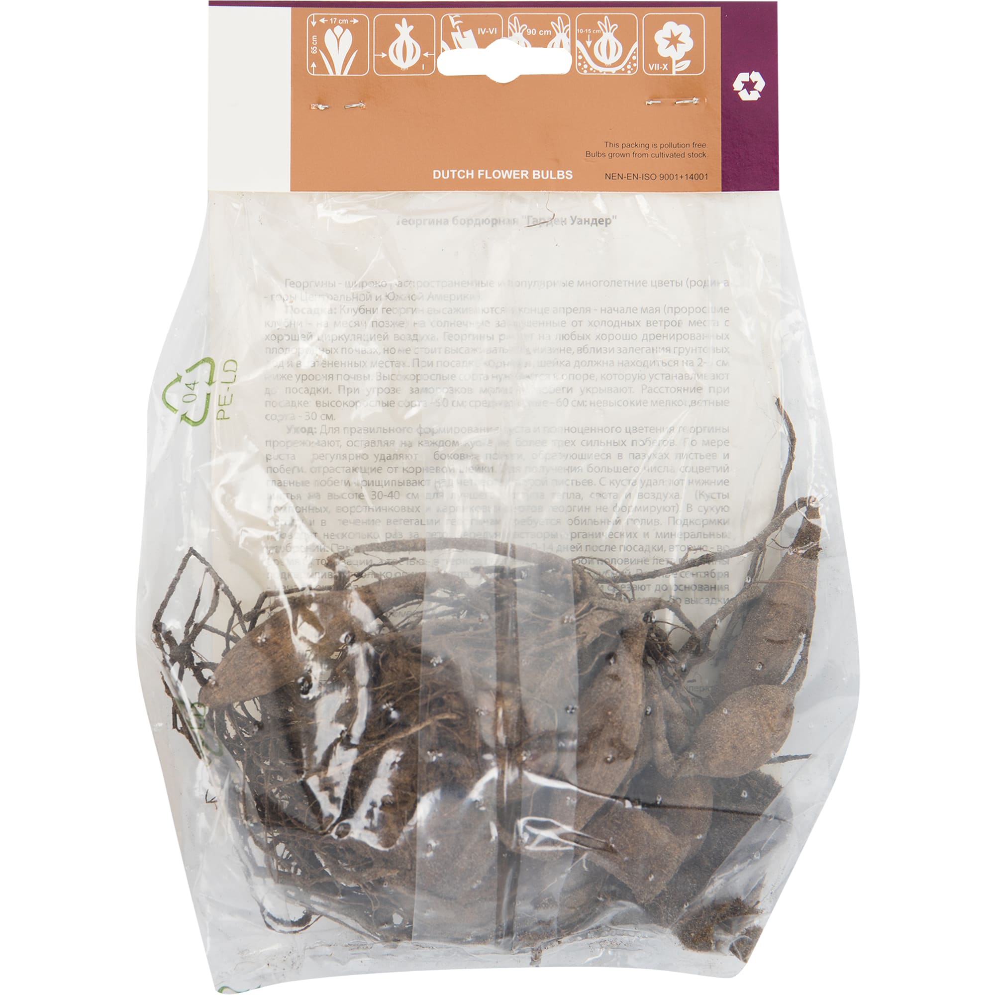 82539283 Георгина «Гарден вандер» Santreyd  - Вид №1